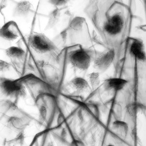 el artificio de la naturaleza